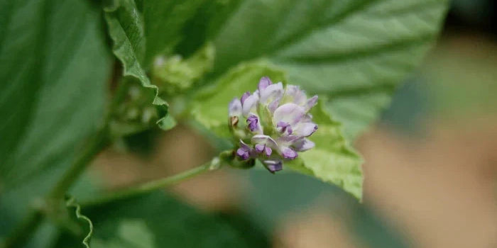Bakuchiol plant — nature's retinol alternative for sensitive skin