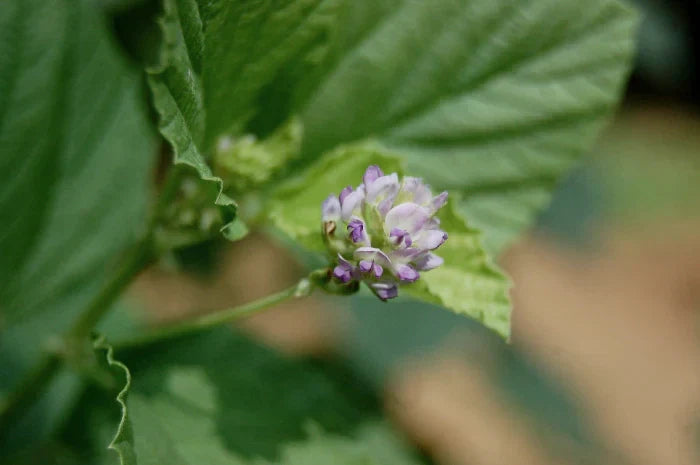 Bakuchoil: Nature´s Answer to Retinol