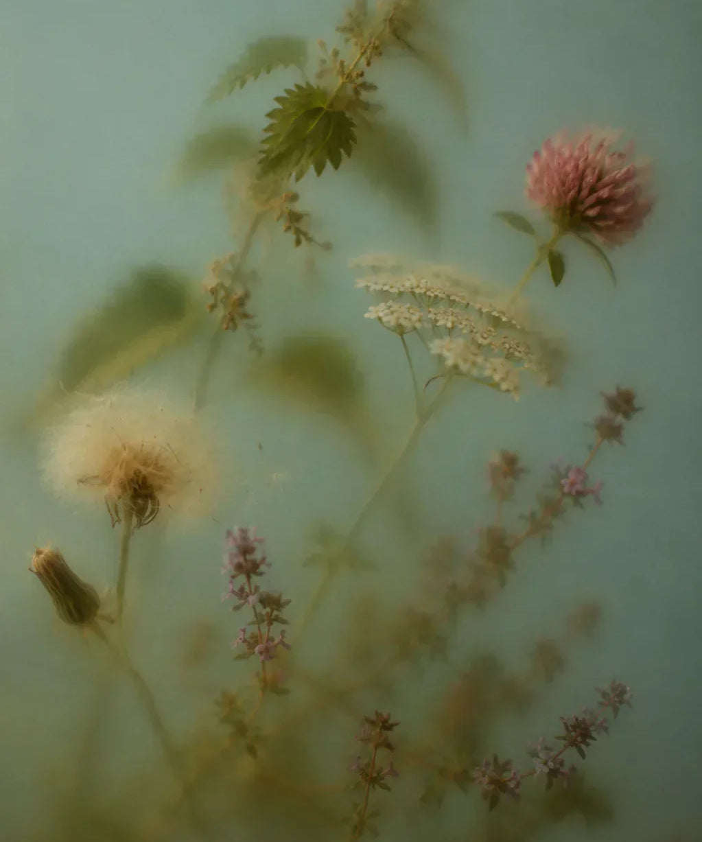 ANGAN Icelandic Botanical Complex — five wildcrafted plants in every ANGAN formula