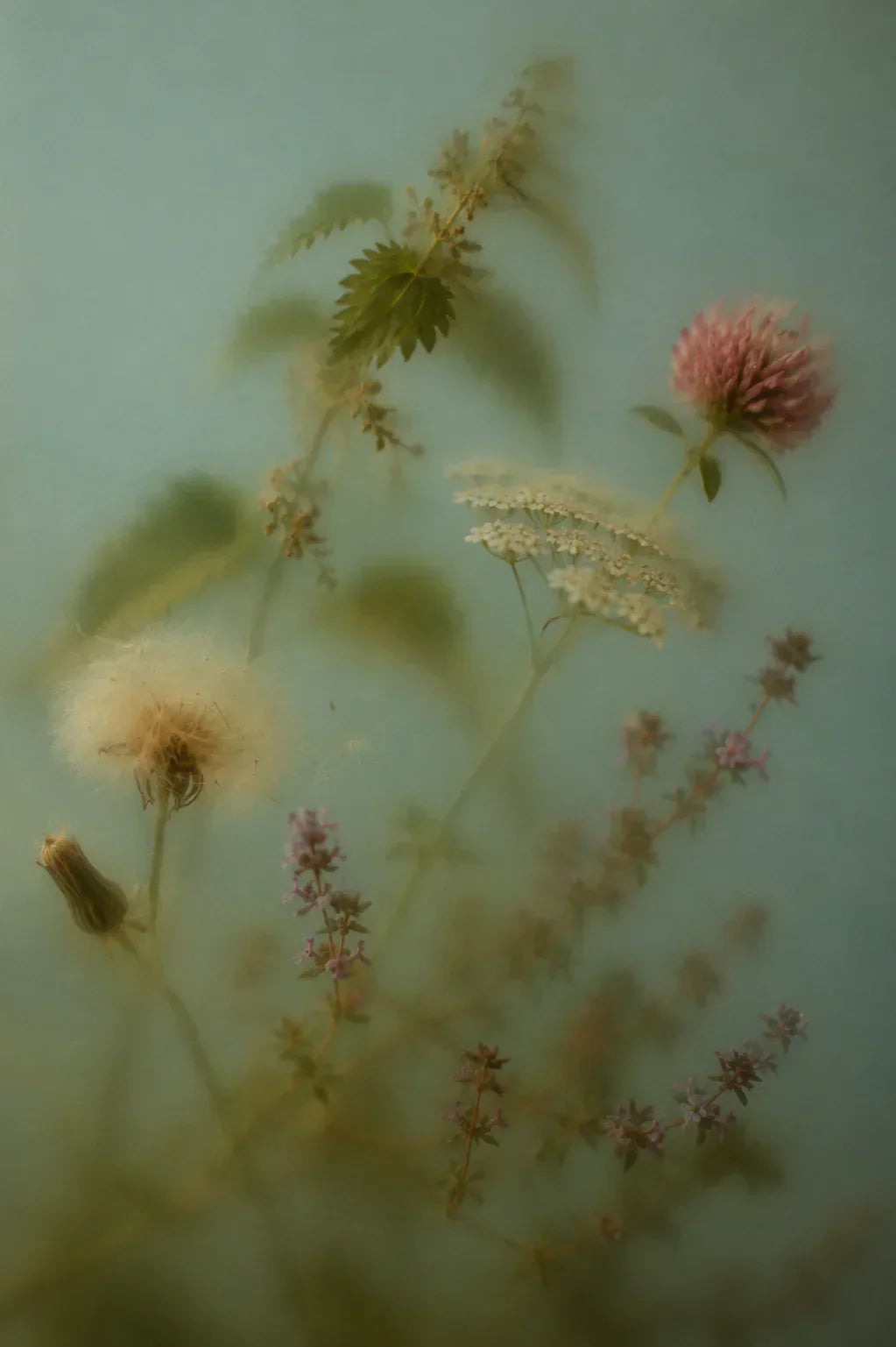 ANGAN Icelandic Botanical Complex — five wildcrafted plants in every ANGAN formula
