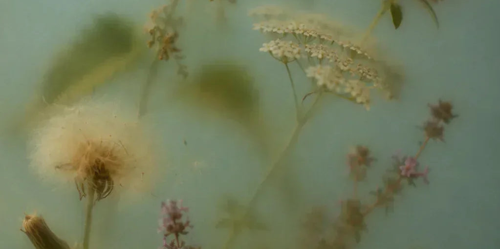 ANGAN Icelandic Botanical Complex — five wildcrafted plants in every ANGAN formula