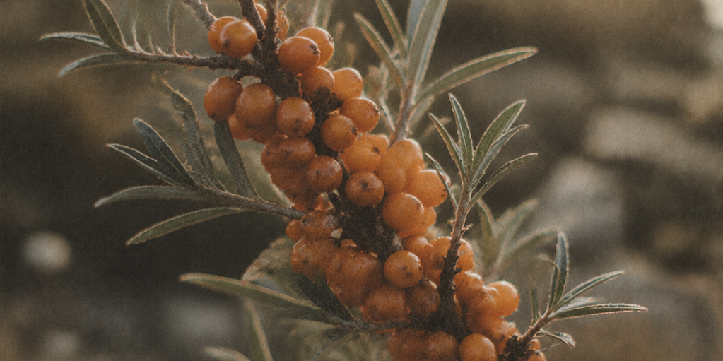 Sea Buckthorn: Arctic´s Orange Gold
