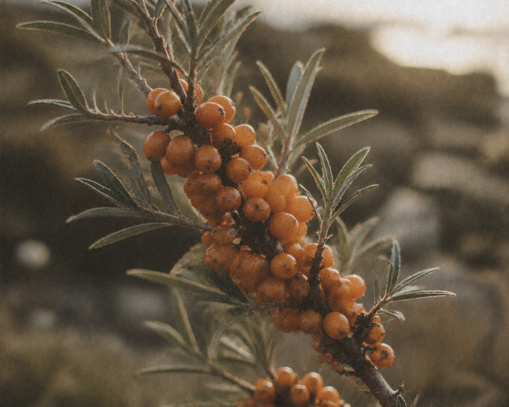 Sea Buckthorn: Arctic´s Orange Gold