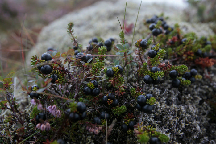 Icelandic Wildcrafted Wonders