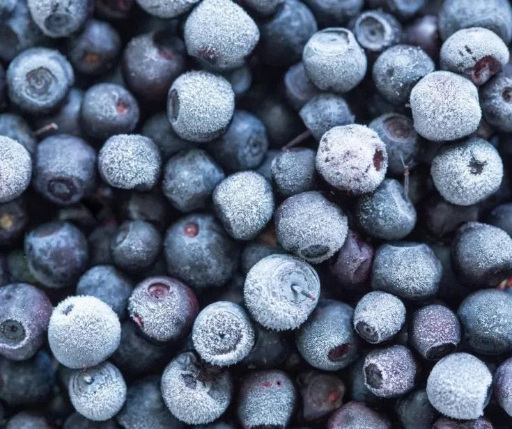 Wild arctic bilberries from Iceland — antioxidant-rich ingredients in ANGAN skincare