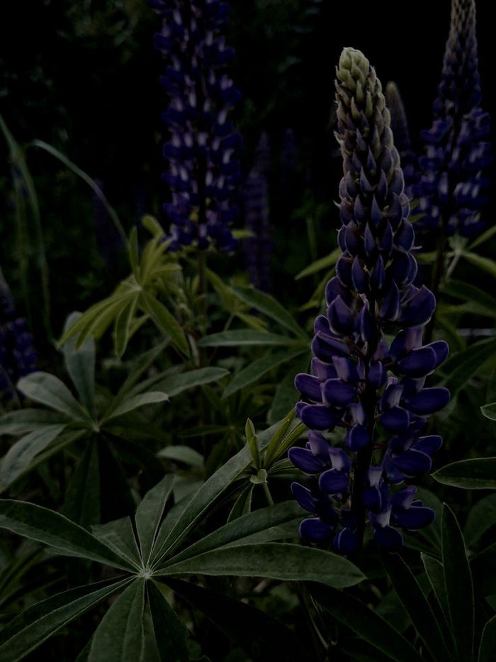 Unbottled: Behind the Lupine Bloom