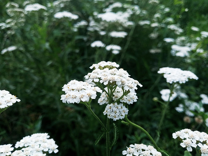 Unbottled: The Icelandic Botanical Complex
