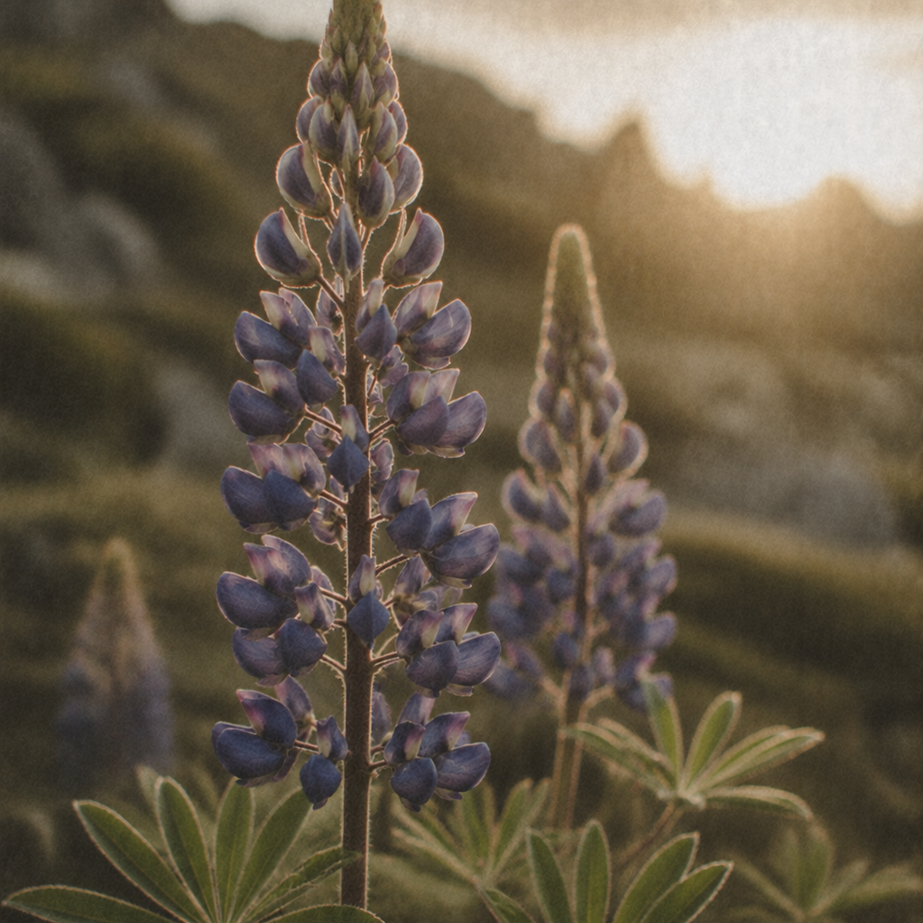 ANGAN Lupine Bloom Peptide Moisturizer — Q&A with founder Íris Laxdal