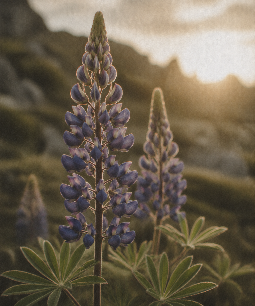 Unbottled: Behind the Lupine Bloom