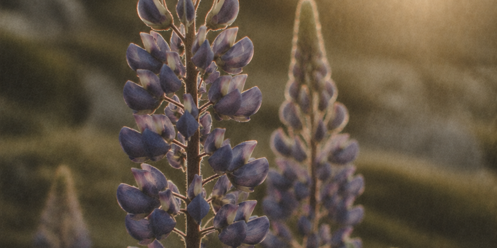 ANGAN Lupine Bloom Peptide Moisturizer — Q&A with founder Íris Laxdal