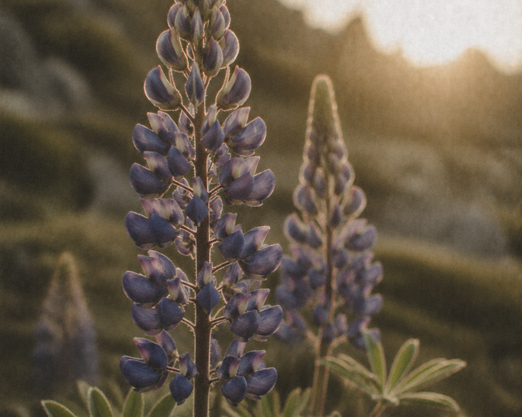 ANGAN Lupine Bloom Peptide Moisturizer — Q&A with founder Íris Laxdal